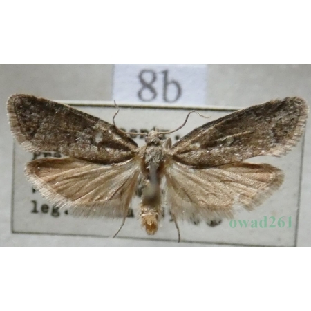Cnephasia asseclana (Denis & Schiffermüller, 1775) Czech8b
